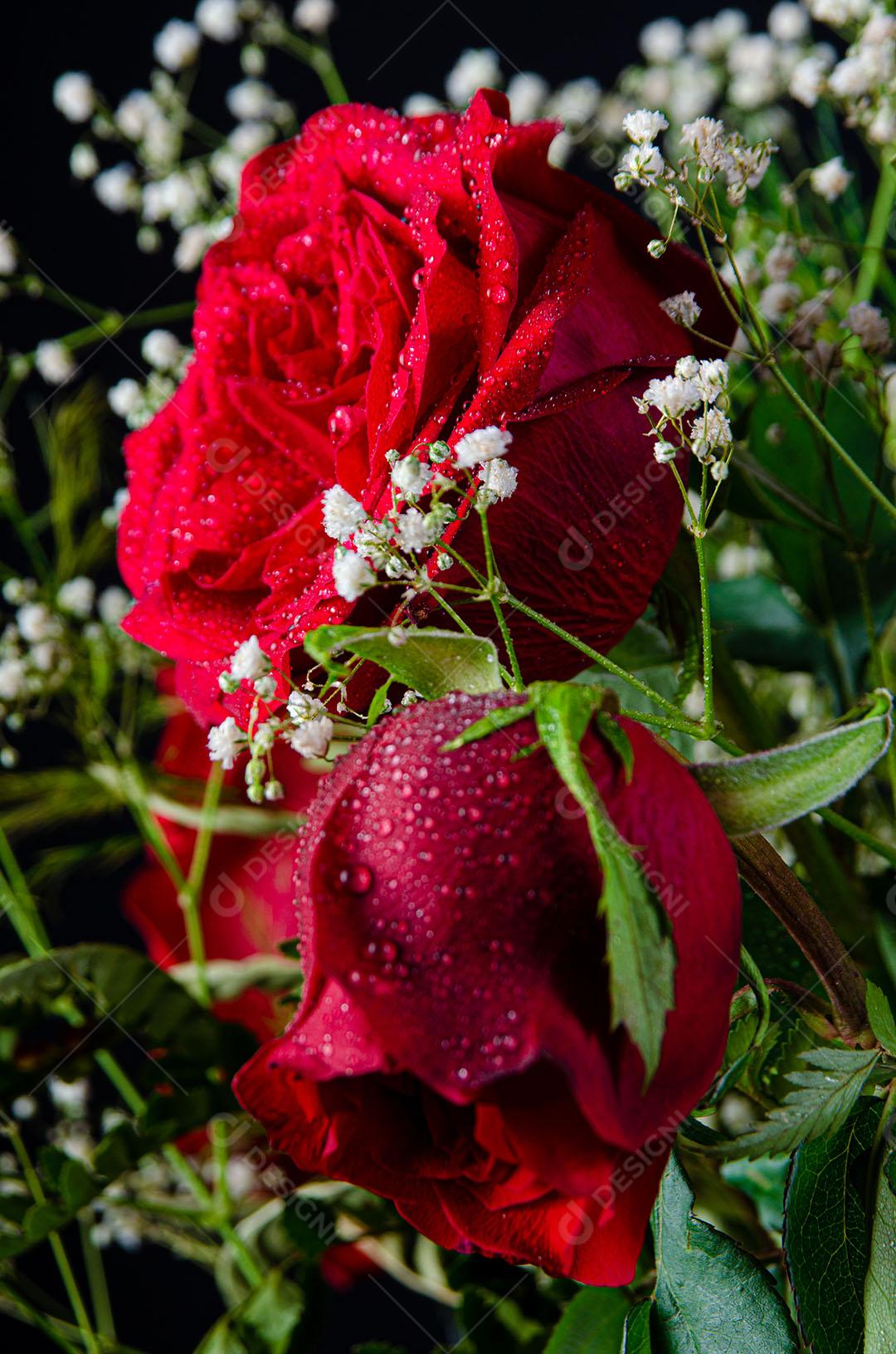 Lindas e Delicadas Rosas Vermelhas Com Fundo Preto Imagem JPG [download] -  Designi