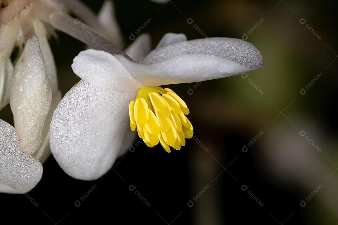 Flor de planta begônia branca em visão macro [download] - Designi