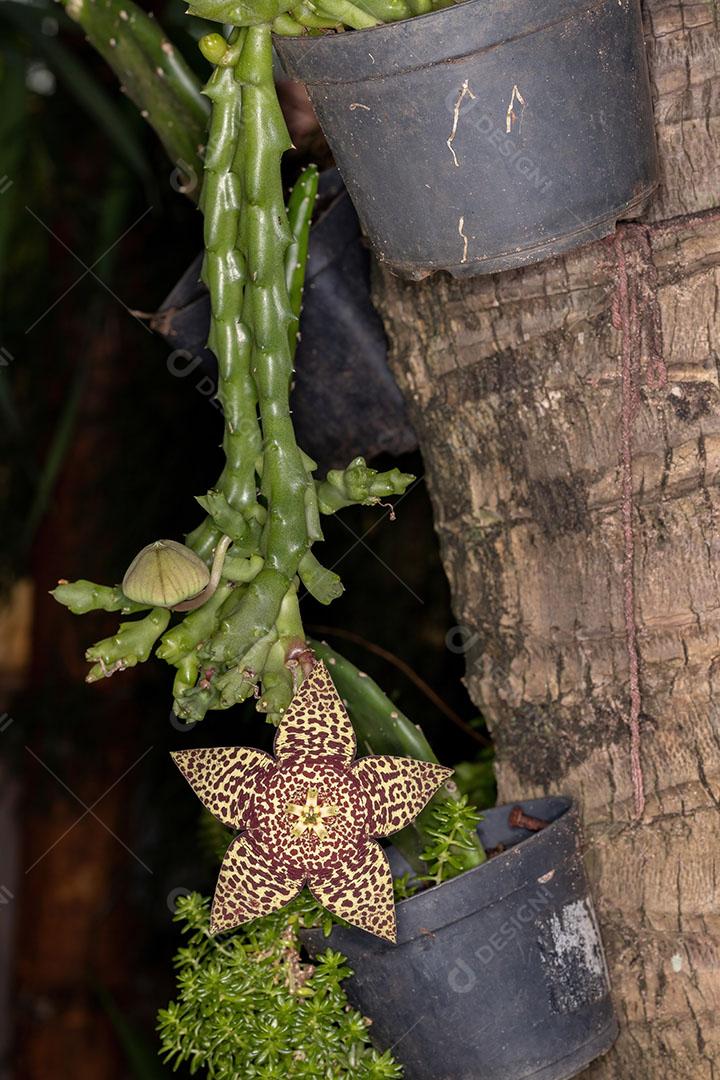 Flor de cacto estrela da espécie Orbea variegata [download] - Designi