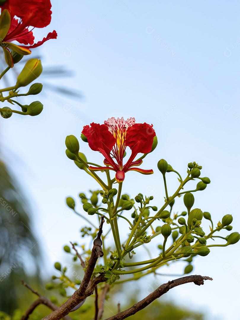 Flor Vermelha da Árvore Flamboyant plantas Imagem JPG [download] - Designi
