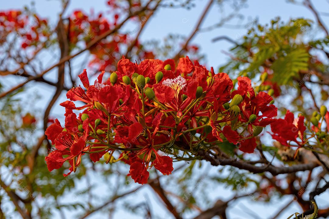 Flor vermelha da árvore Flamboyant da espécie Delonix regia [download] -  Designi