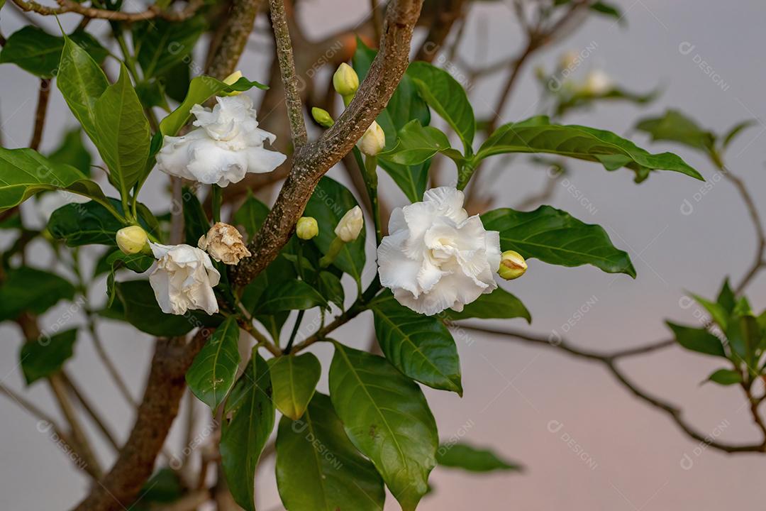 Crepe Jasmim com flor da espécie Tabernaemontana divaricata [download] -  Designi