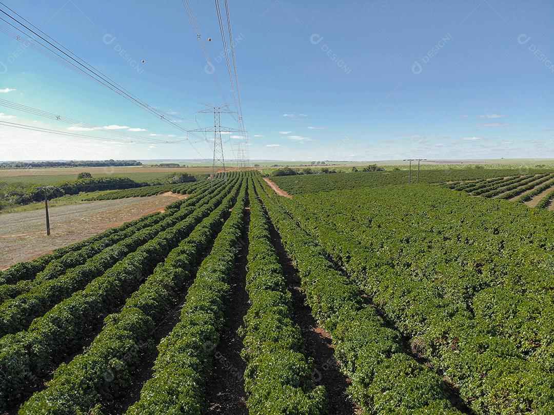Vista aérea da plantação de café e torre de energia no meio Imagem JPG