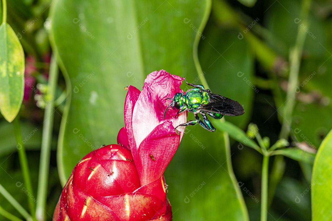 Fotos Abelha de orquídea colorida ou Exaerete em uma flor tropical  vermelha. Fauna incrível [download] - Designi