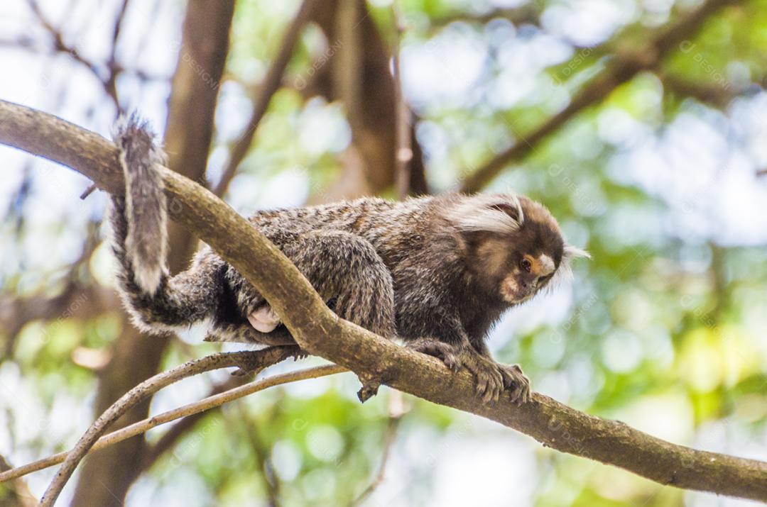Lindo macaco sagui (Callithrix jacchus) encontrado em grandes quantidades  na cidade de Salvador no Brasil [download] - Designi