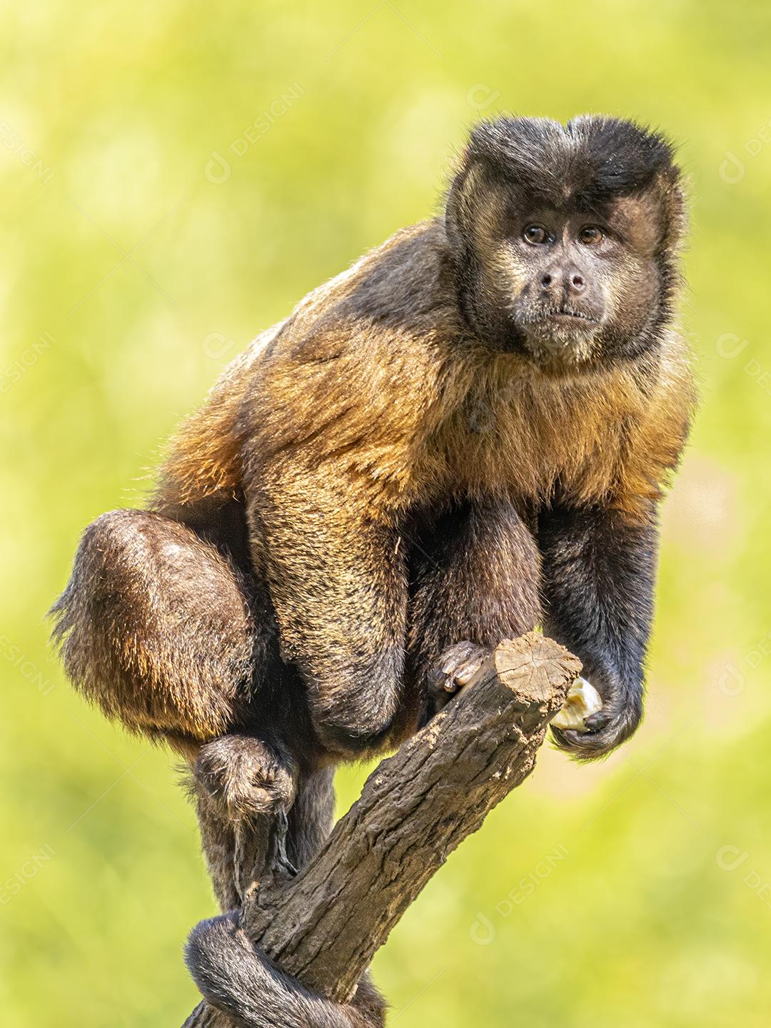 Macaco-prego tufado em cima de galho seco em floresta [download] - Designi