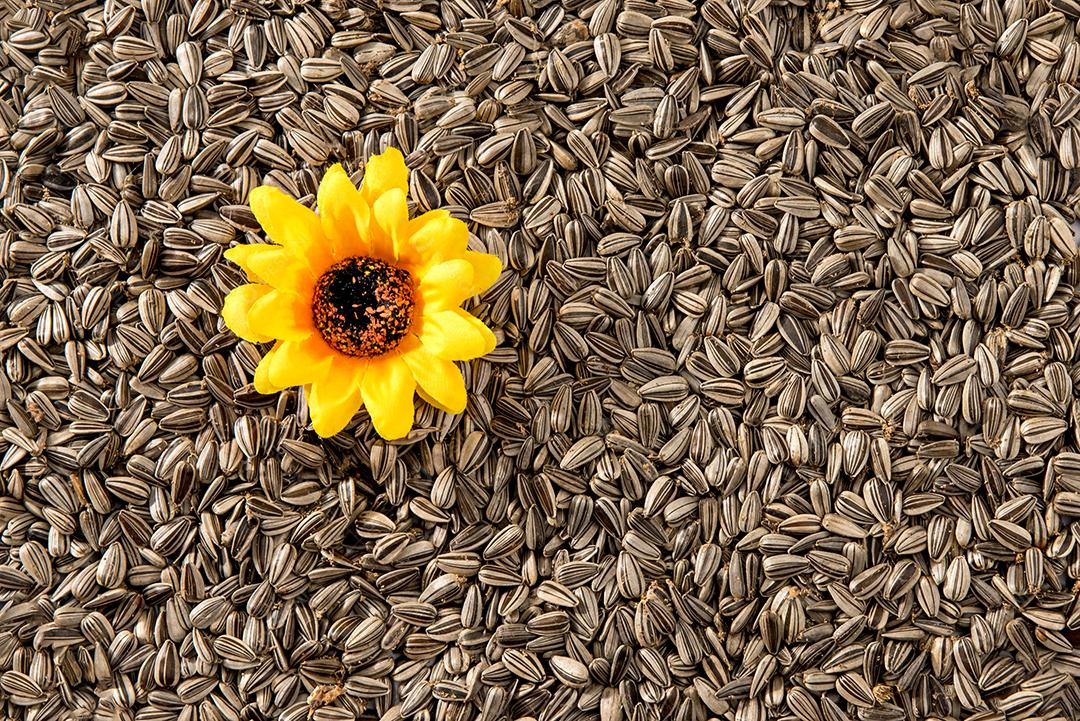 Textura de fundo de sementes de girassol com uma flor [download] - Designi