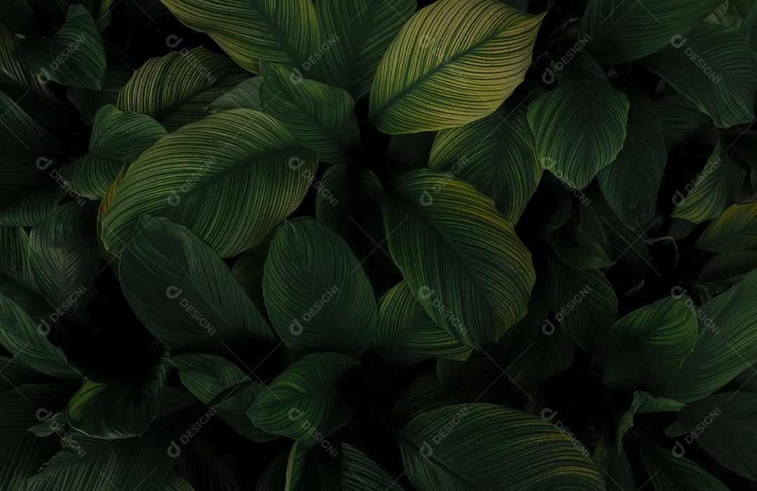 Folhas verdes de plantas tropicais no jardim. Folha verde escura densa com  fundo de textura padrão de beleza. Folhas verdes [download] - Designi