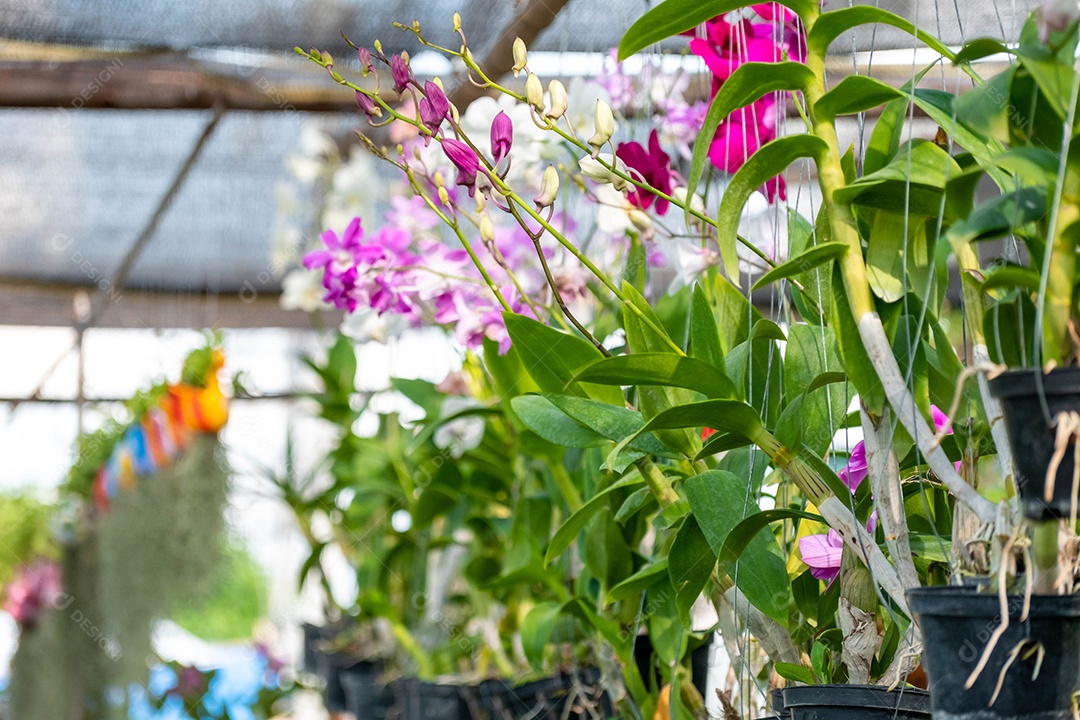 Flor da orquídea no jardim de orquídeas no inverno. Flor de orquídea para  design de beleza