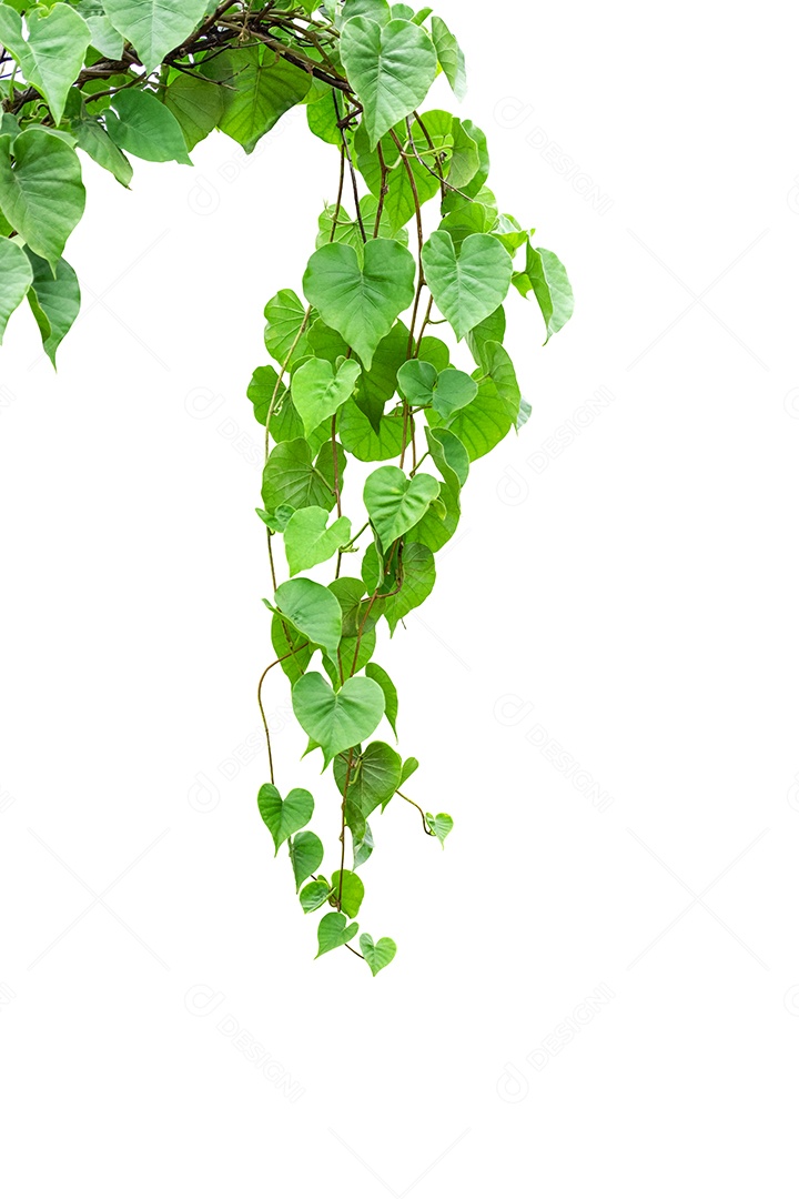 Planta de trepadeira de trepadeiras de selva torcida (Telosma cordata) com  folhas verdes em forma de coração isoladas em fundo branco, traçado de  recorte incluído [download] - Designi