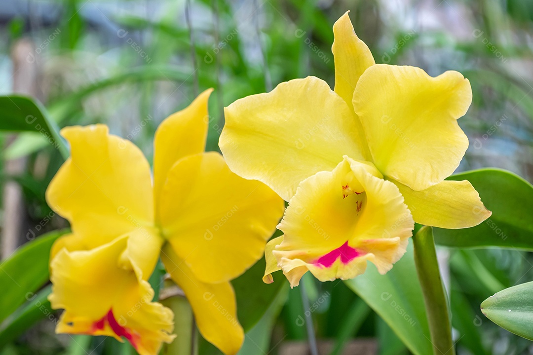 Flor amarela da orquídea Cattleya no jardim no inverno ou na primavera.  Flor de orquídea para design de beleza e agricultura [download] - Designi