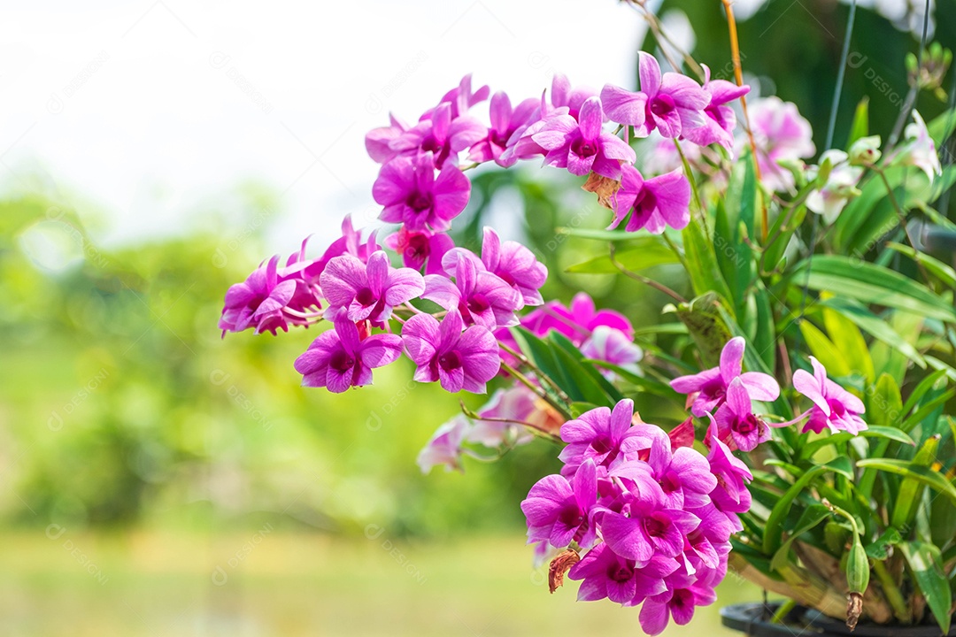 Flor da orquídea no jardim de orquídeas no inverno. Flor de orquídea para  design de beleza e agricultura de cartão postal [download] - Designi