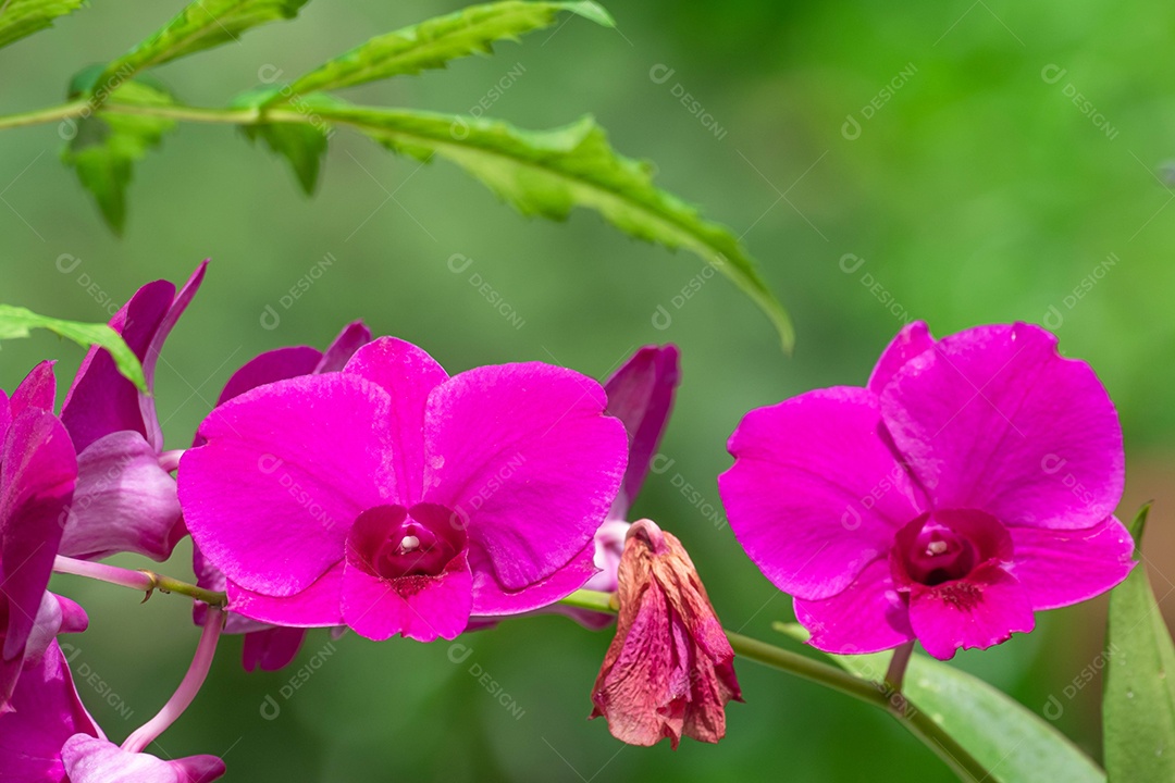 Flor roxa da orquídea no jardim de orquídeas no inverno. Flor de orquídea  para design de beleza e agricultura de cartão postal [download] - Designi