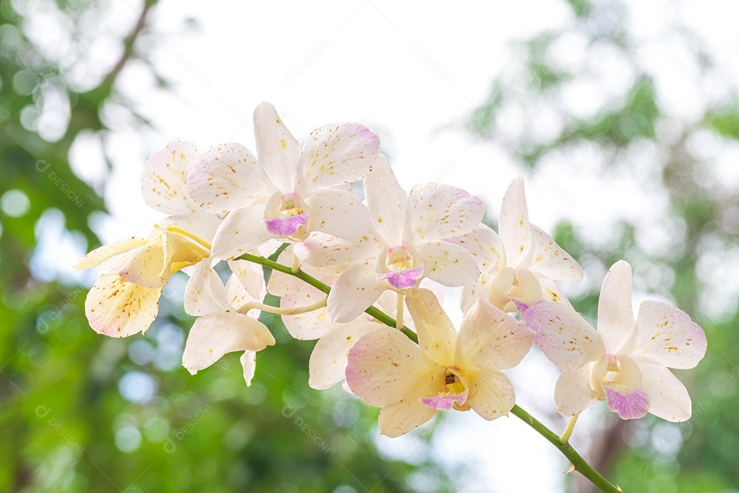 Flor de orquídea branca no jardim de orquídeas no inverno. Flor de orquídea  para design de