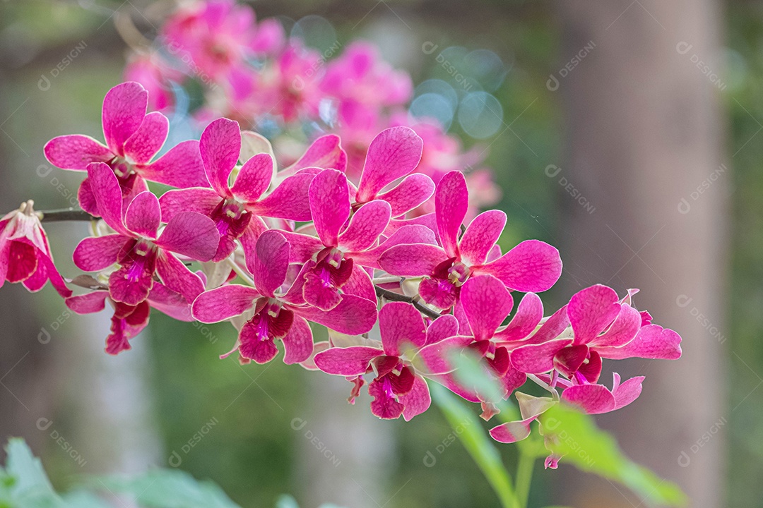 Flor roxa da orquídea no jardim de orquídeas no inverno. Flor de orquídea  para design de beleza e agricultura de cartão postal [download] - Designi