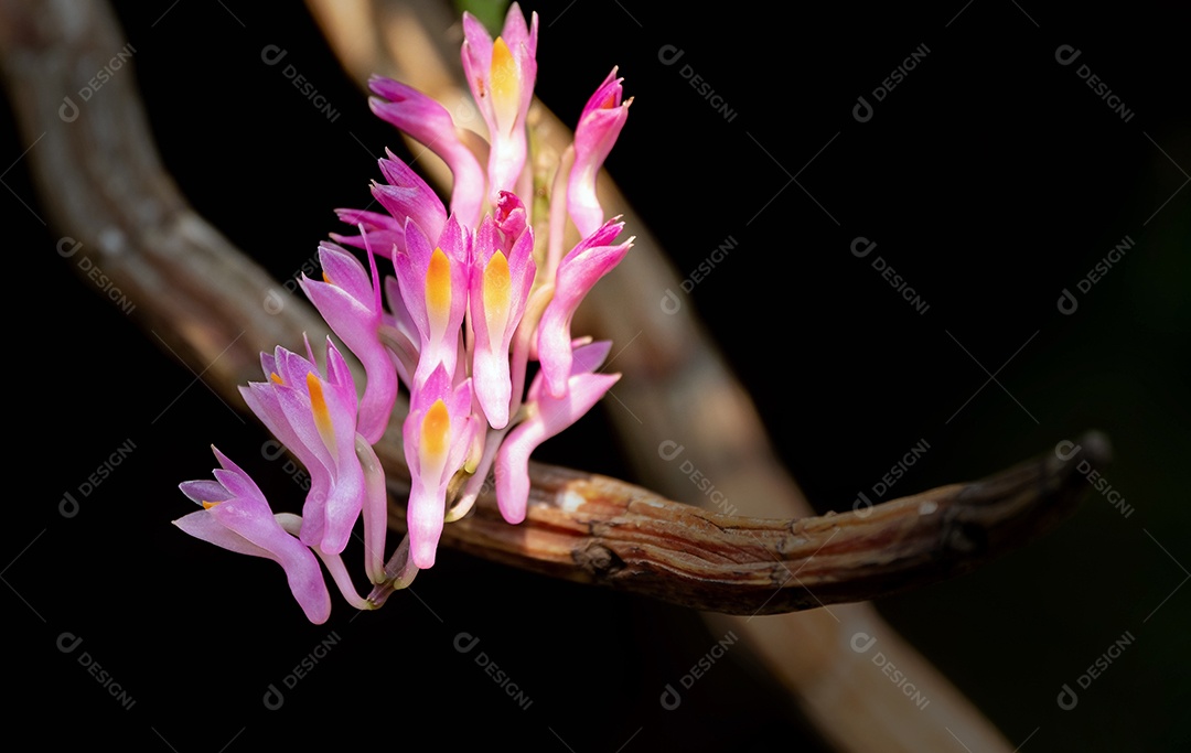 Linda pequena flor de orquídea rosa no jardim de orquídeas no inverno  [download] - Designi