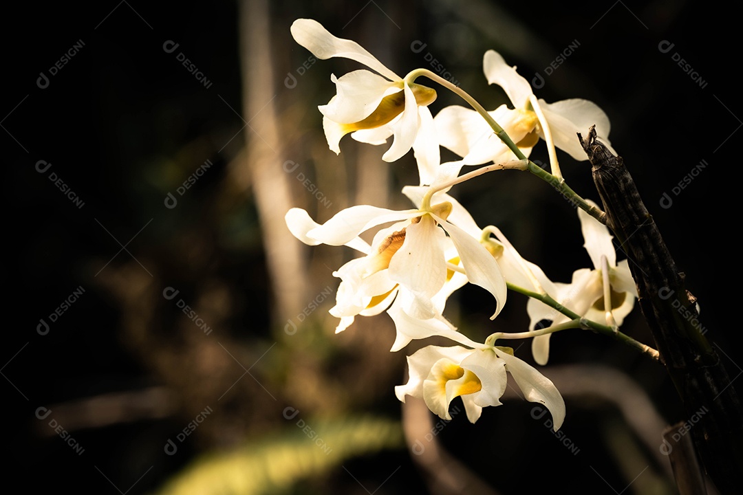 Linda pequena flor de orquídea branca no jardim de orquídeas no inverno  [download] - Designi