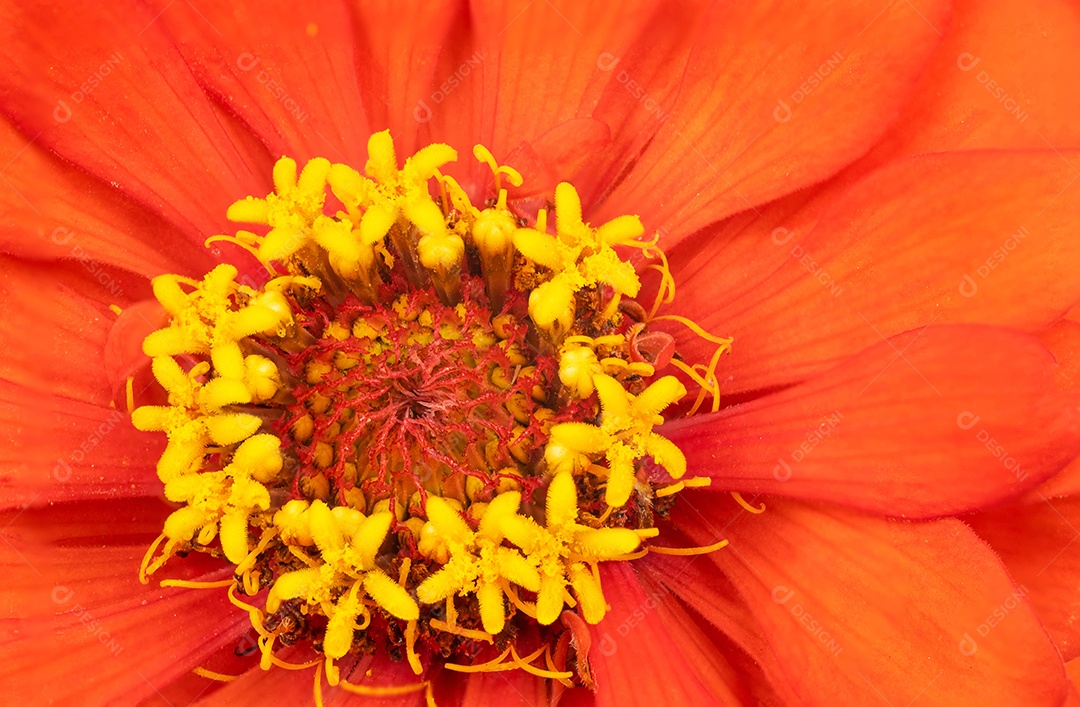 Close-up, flor de zínia laranja única florescendo isolada [download] -  Designi