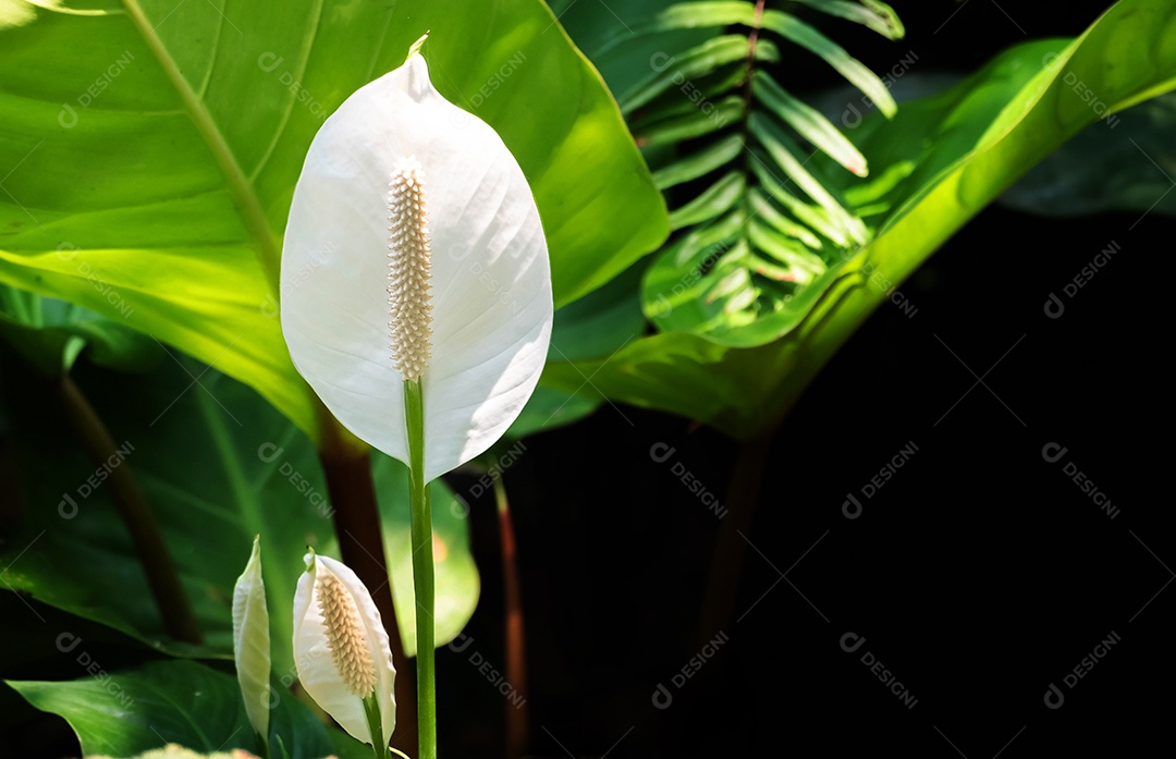 Flor branca do lírio da paz no jardim no inverno ou no dia de primavera.  Linda flor de lírio da paz para design de beleza e agricultura [download] -  Designi