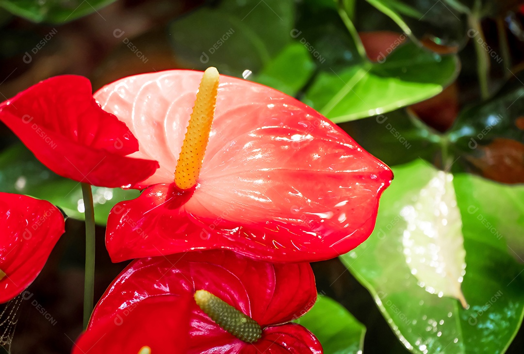 flor de antúrio vermelho no jardim no inverno ou dia de primavera. Linda flor  de antúrio para design de beleza e agricultura [download] - Designi