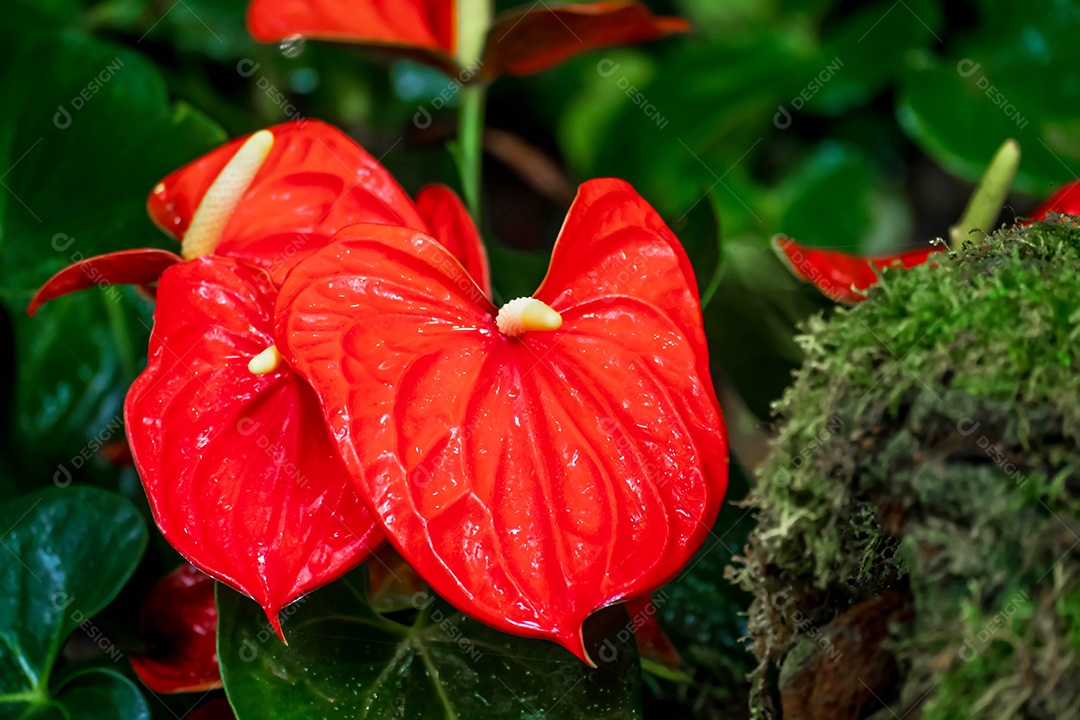 flor de antúrio vermelho no jardim no inverno ou dia de primavera. Linda flor  de antúrio para design de beleza e agricultura [download] - Designi