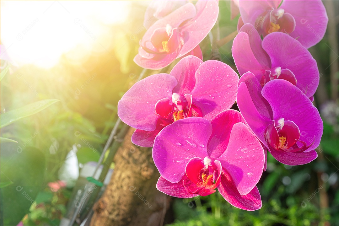 Flor roxa da orquídea no jardim de orquídeas no inverno. Flor de orquídea  para design de