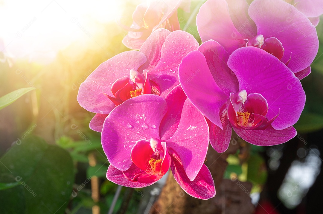 Flor roxa da orquídea no jardim de orquídeas no inverno. Flor de orquídea  para design de