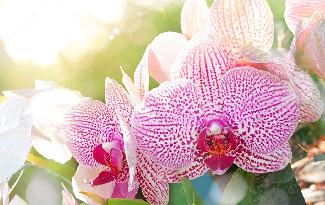 Linda flor de orquídea Phalaenopsis no jardim de orquídeas no inverno. Flor  de orquídea para beleza