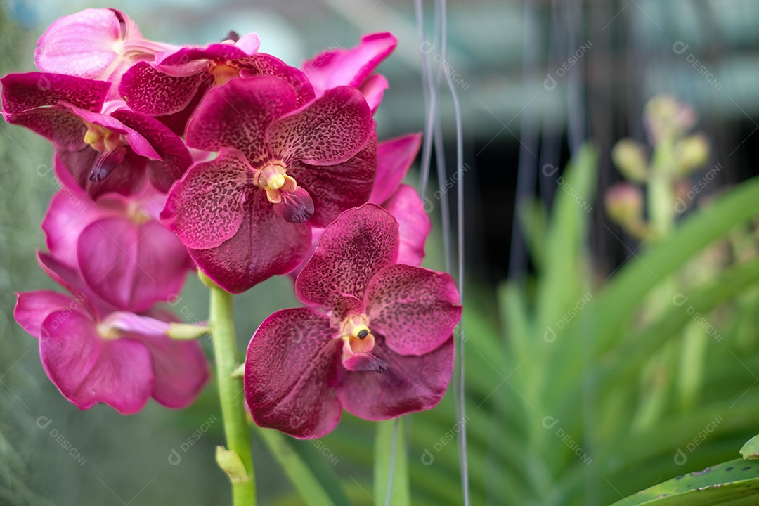 Linda flor roxa da orquídea Phalaenopsis no jardim de orquídeas no inverno.  Flor de orquídea para
