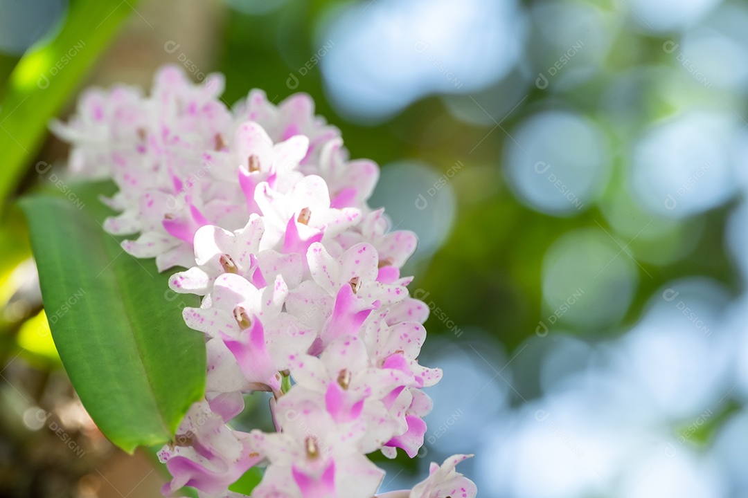 Linda pequena flor de orquídea rosa no jardim de orquídeas no inverno ou na  primavera. Flor de orquídea [download] - Designi