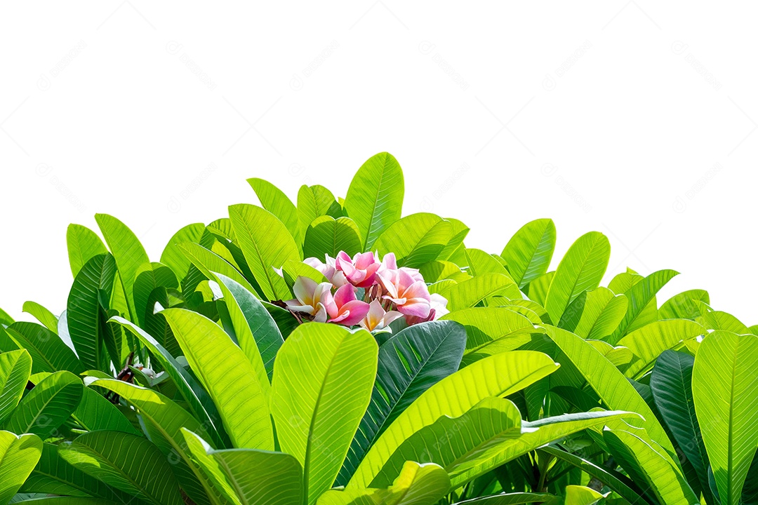 Jasmim-manga (Plumeria) é um grupo de plantas do gênero Plumeria, em plena  floração no jardim, em torno de folha verde suave desfoque para fundo,  ponto de foco seletivo [download] - Designi