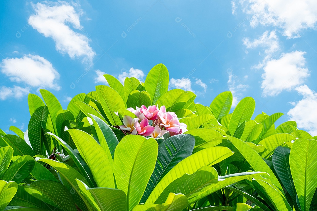 Jasmim-manga (Plumeria) é um grupo de plantas do gênero Plumeria, em plena  floração no jardim, em torno de folha verde suave desfoque para fundo,  ponto de foco seletivo [download] - Designi