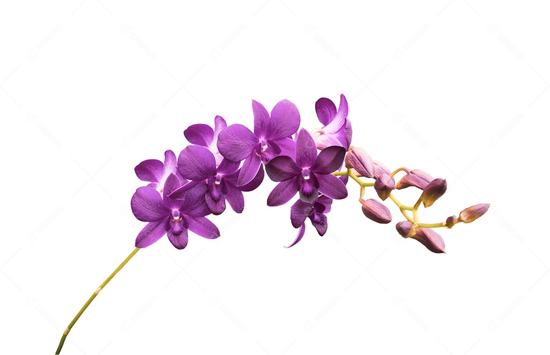 Orquídea roxa isolada em um fundo branco com traçado de recorte [download]  - Designi