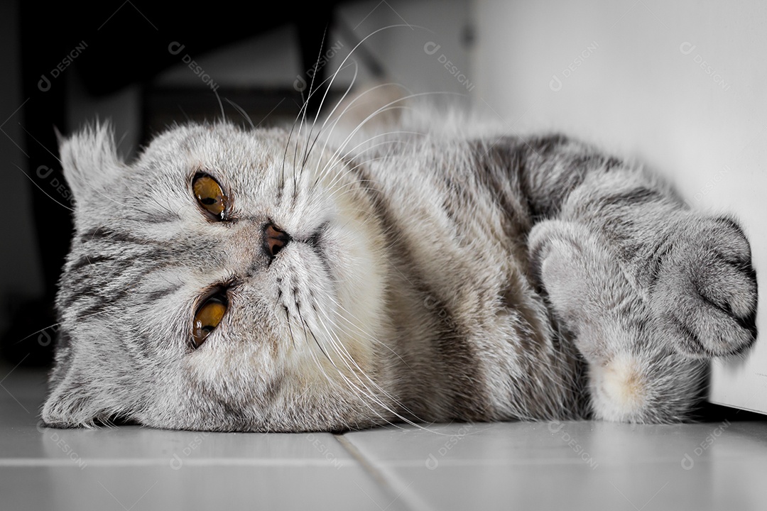 Gato escocês dobrado que se agachou no chão [download] - Designi