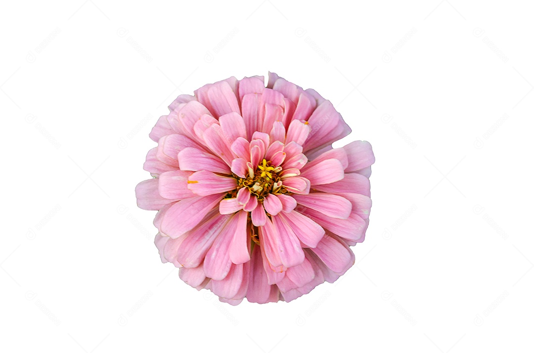 Linda flor de zínia rosa colorida no fundo branco. [download] - Designi
