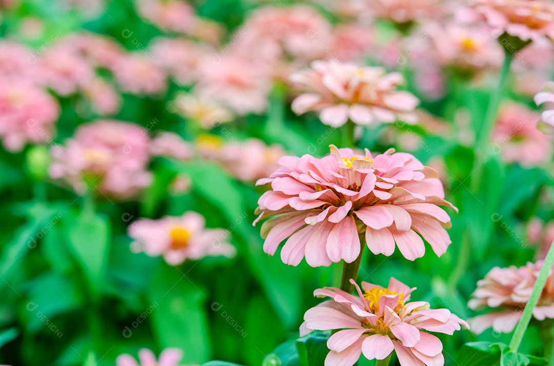 Linda flor de zínia rosa colorida no jardim. [download] - Designi