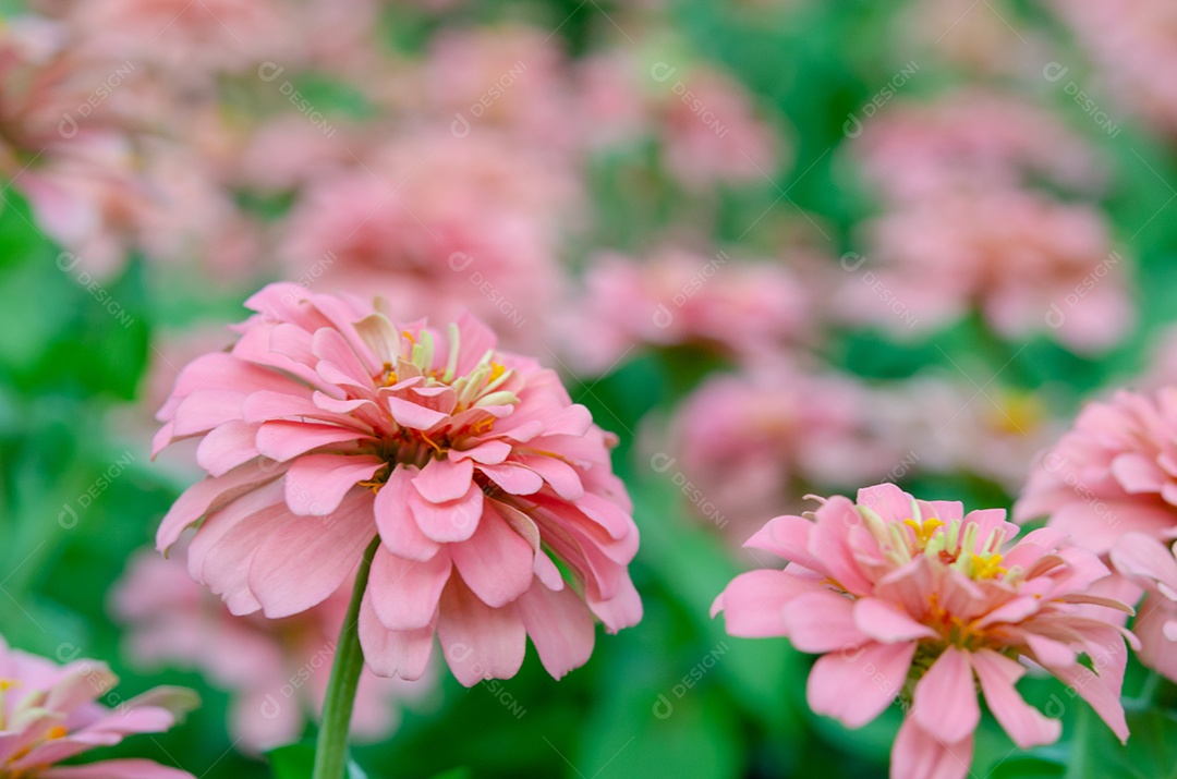 Linda flor de zínia rosa colorida no jardim. [download] - Designi