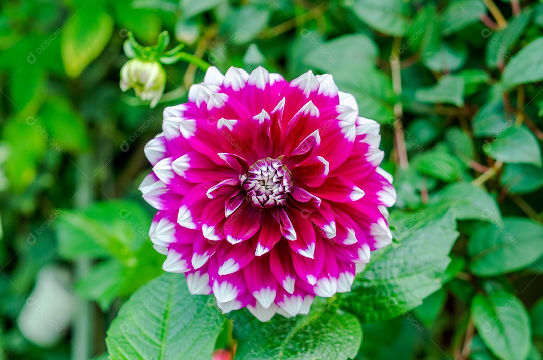 Linda flor rosa dália florescendo no jardim [download] - Designi