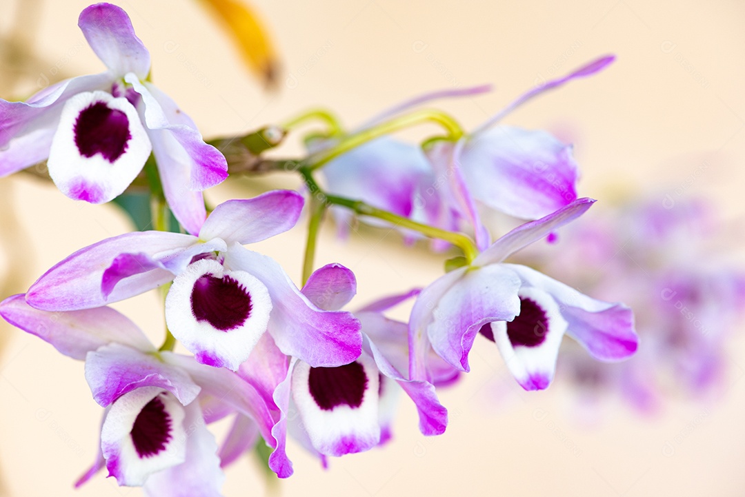 Orquídea, linda orquídea florida em branco e roxo, luz natural [download] -  Designi