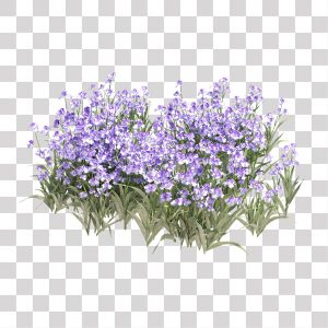 Linda flor de palha de flores silvestres de prado nas montanhas [download]  - Designi