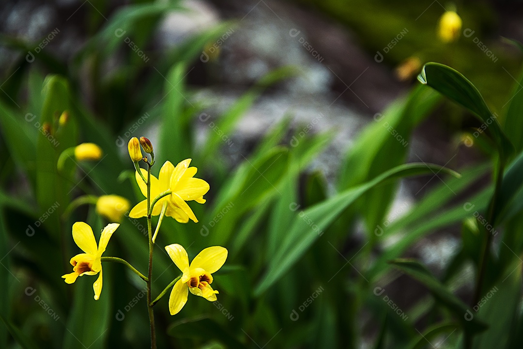 linda orquídea. Orquídea amarela Spathoglottis na floresta. [download] -  Designi