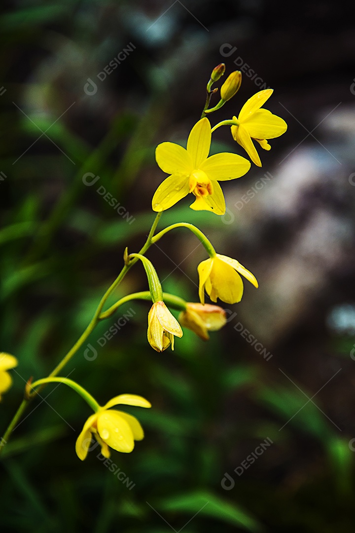 linda orquídea. Orquídea amarela Spathoglottis na floresta. [download] -  Designi