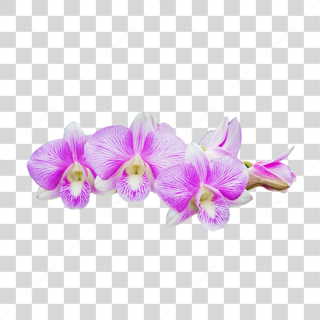 Flor de orquídea branca com roxa PNG transparente [download] - Designi