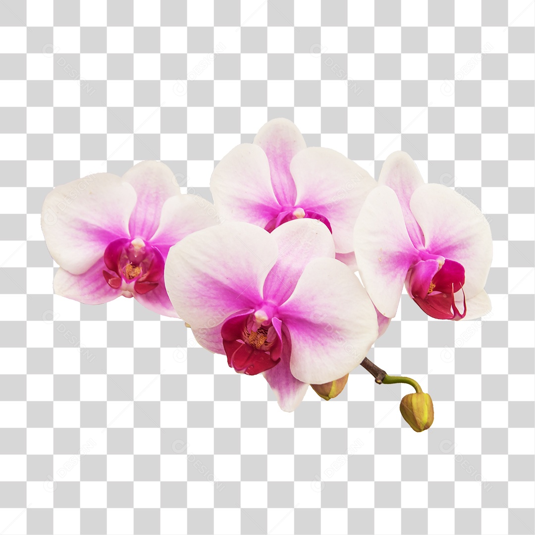 Flor de orquídea rosa PNG transparente [download] - Designi
