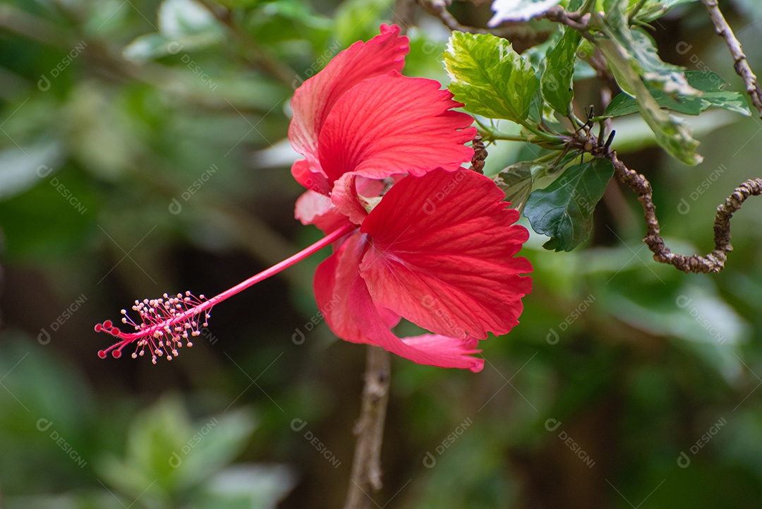 Hibisco, linda flor de hibisco vermelho no jardim, luz natural [download] -  Designi