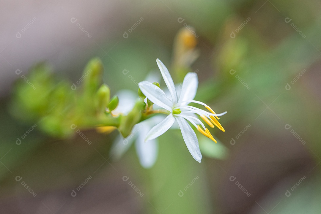 Flor branca, belos detalhes de uma pequena flor branca, natural [download]  - Designi