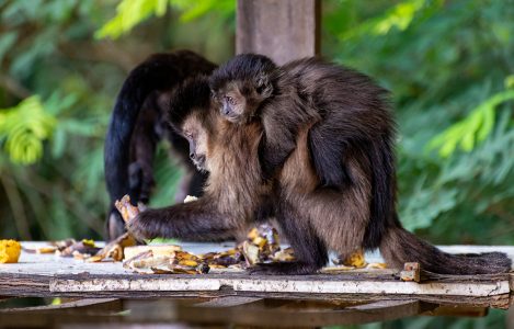Macaco-prego tufado em cima de galho seco em floresta [download] - Designi