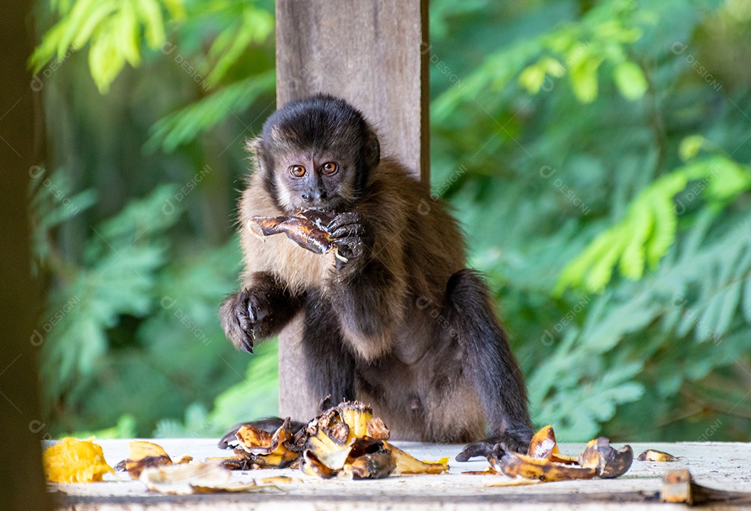 Macaco-prego na zona rural do Brasil [download] - Designi