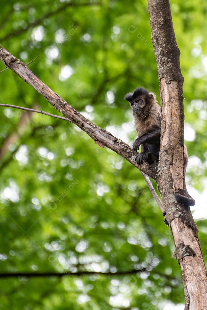 Macaco-prego na zona rural do Brasil [download] - Designi