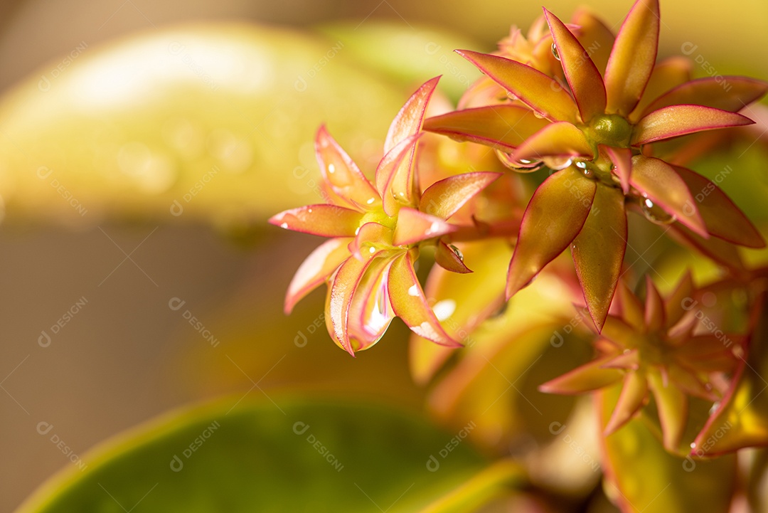 Ora-pro-nobis, linda flor de uma planta chamada Ora-pro-nobis logo após a  chuva no Brasil [download] - Designi